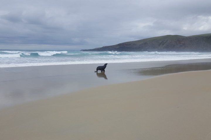 a person walking across a beach next to the ocean