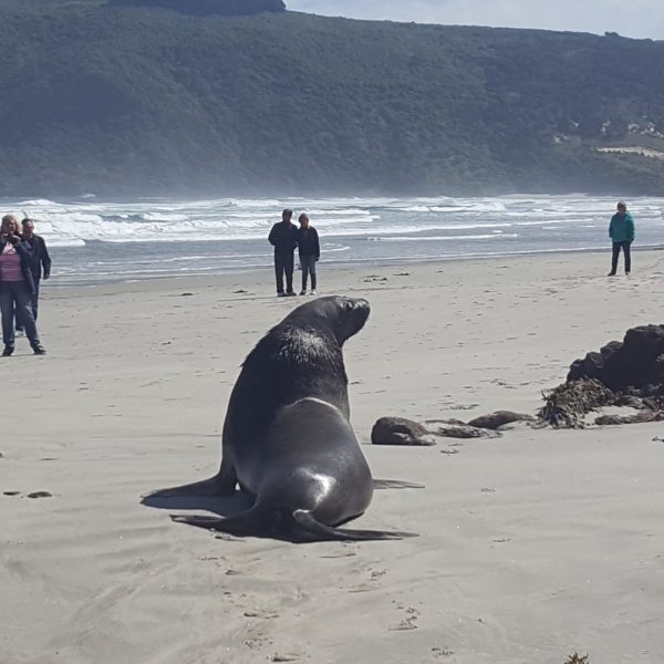 a group of people on a beach in front of a seal