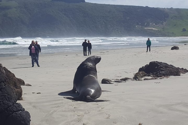 a group of people on a beach in front of a seal
